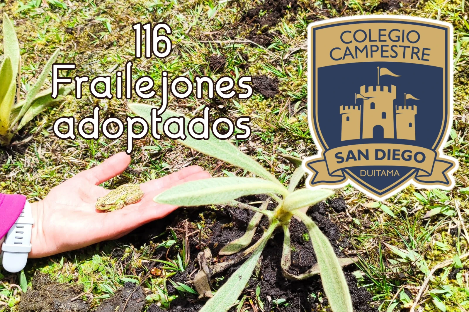 Siembra Frailejones colegio San Diego – Duitama