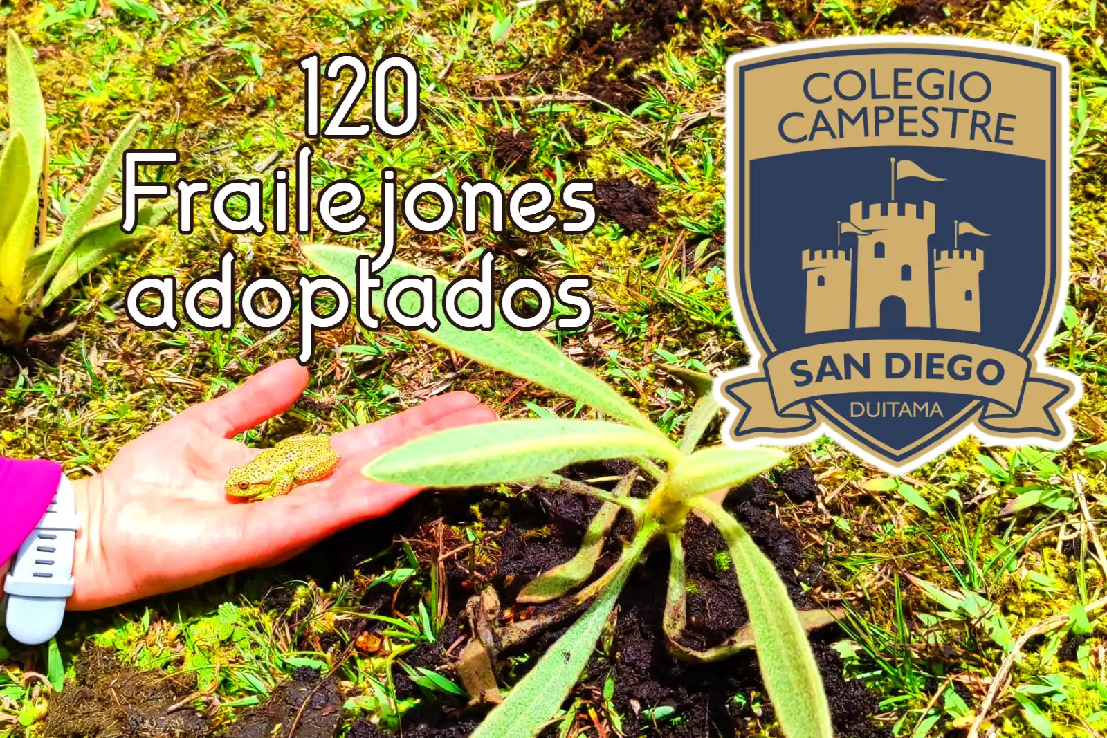 Siembra Frailejones colegio San Diego – Duitama